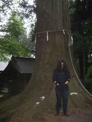 temple of redwoods-japan